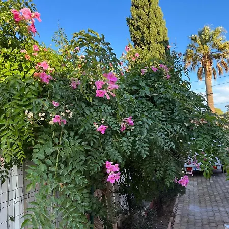 Semesterbostad Flamingo *